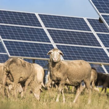 Ferme panneau solaire